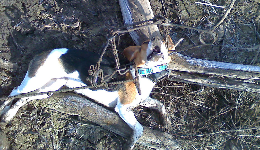 chien-piege-canada Le trappole non sono solo crudeli per gli animali: sono anche poco selettive e possono colpire specie protette o animali domestici.