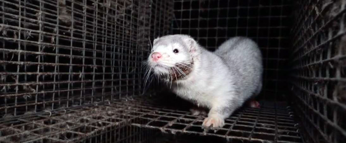 Allevamento Madzherito Mink Farm in Bulgaria, certificato WelFur. Foto scattata nel 2022.