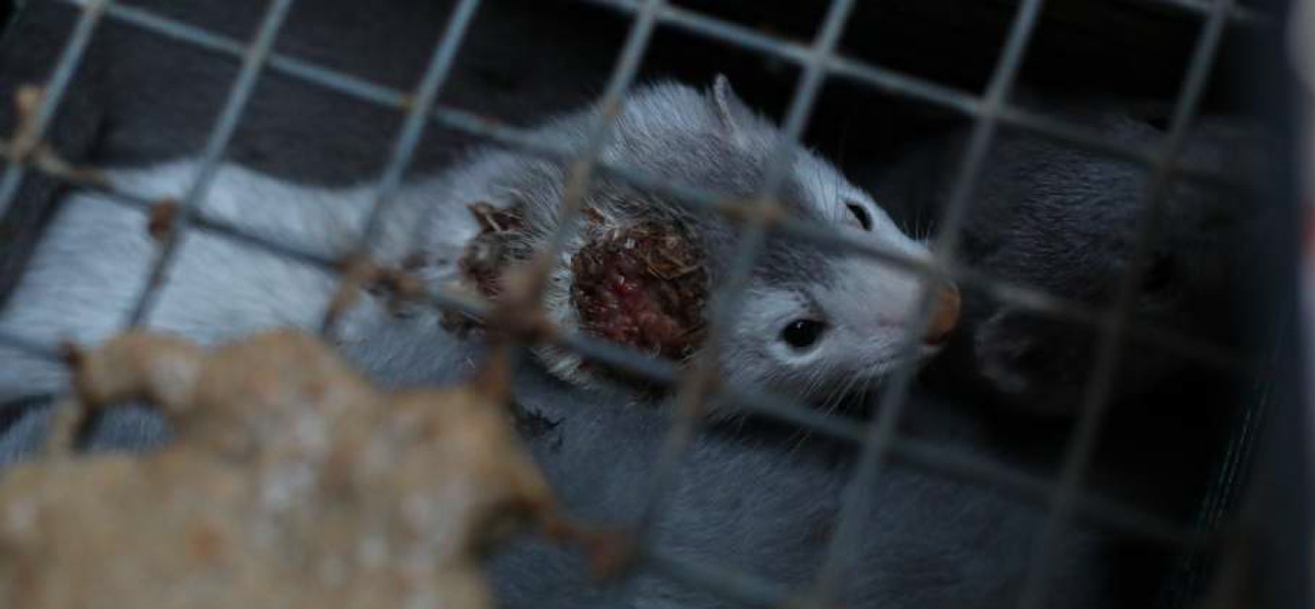 Allevamento Madzherito Mink Farm in Bulgaria, certificato WelFur. Foto scattata nel 2022.