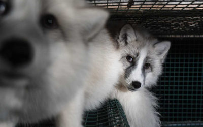Nuova tappa verso il divieto commerciale in Svizzera delle pellicce provenienti da animali maltrattati